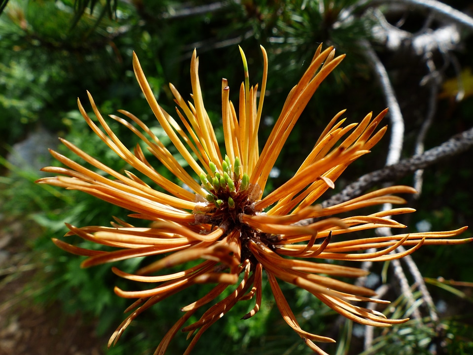Grow pinus mugo pine
