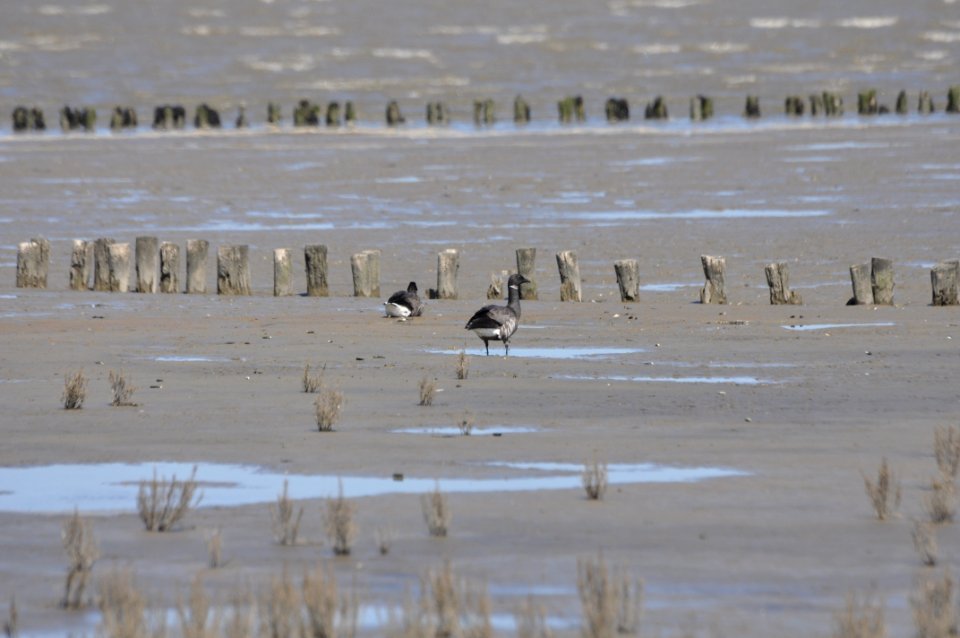 Mudflat Bird Fauna Shorebird