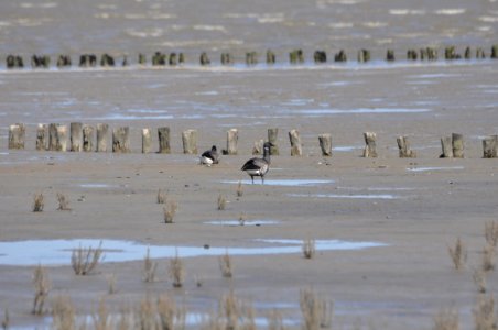 Mudflat Bird Fauna Shorebird