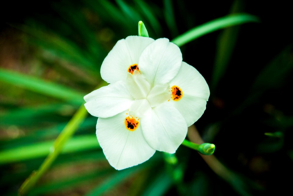 Flower Flora Wildflower Plant
