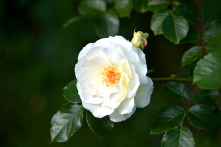 Flower Rose Rose Family White