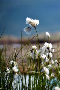 Flower Sky Flora Plant