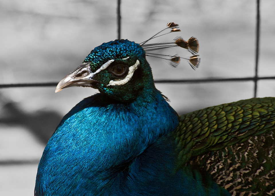 Animals pen colorful