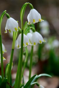 Flower Galanthus Plant Snowdrop photo