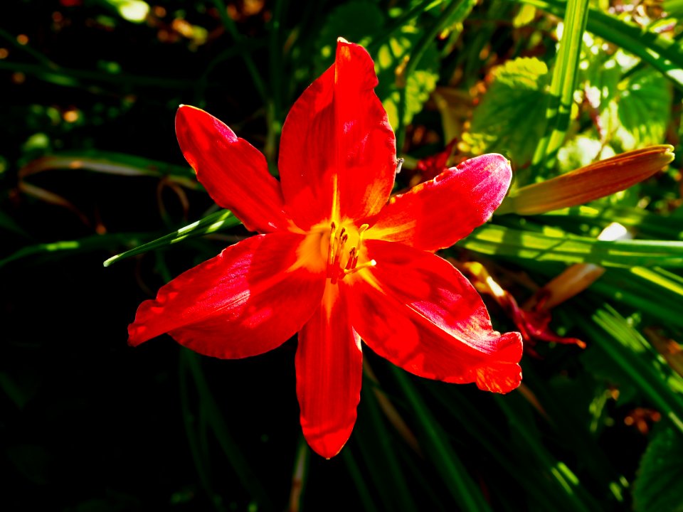 Flower Flora Plant Wildflower