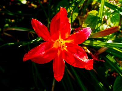Flower Flora Plant Wildflower