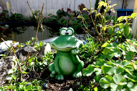 Frog Amphibian Toad Plant photo