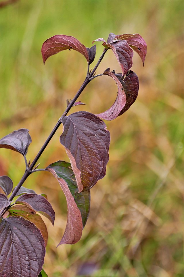 Leaf Flora Plant Spring