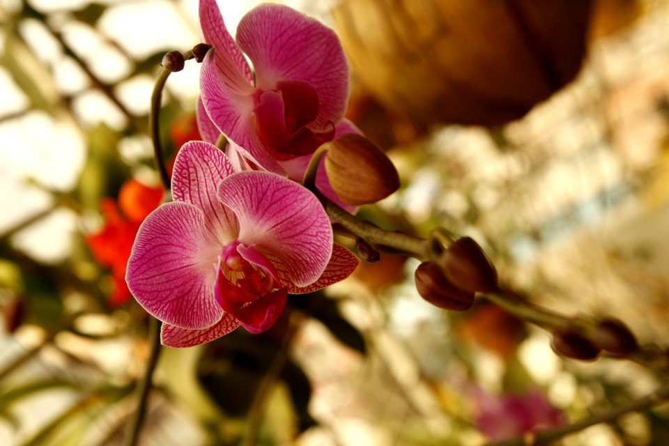 Flower Pink Flora Plant