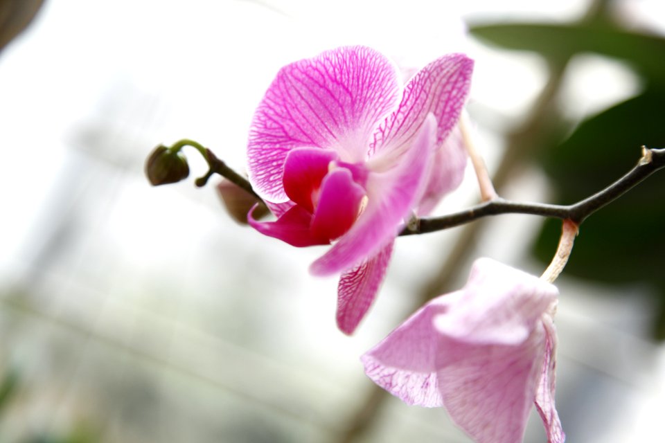 Flower Pink Flora Flowering Plant