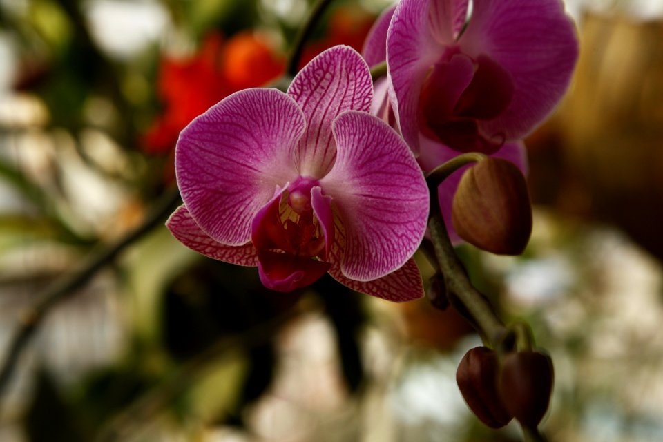 Flower Plant Flora Flowering Plant