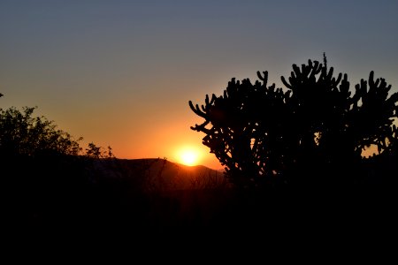 Sky Sunrise Tree Sunset