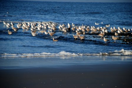 Seabird Sea Ocean Water