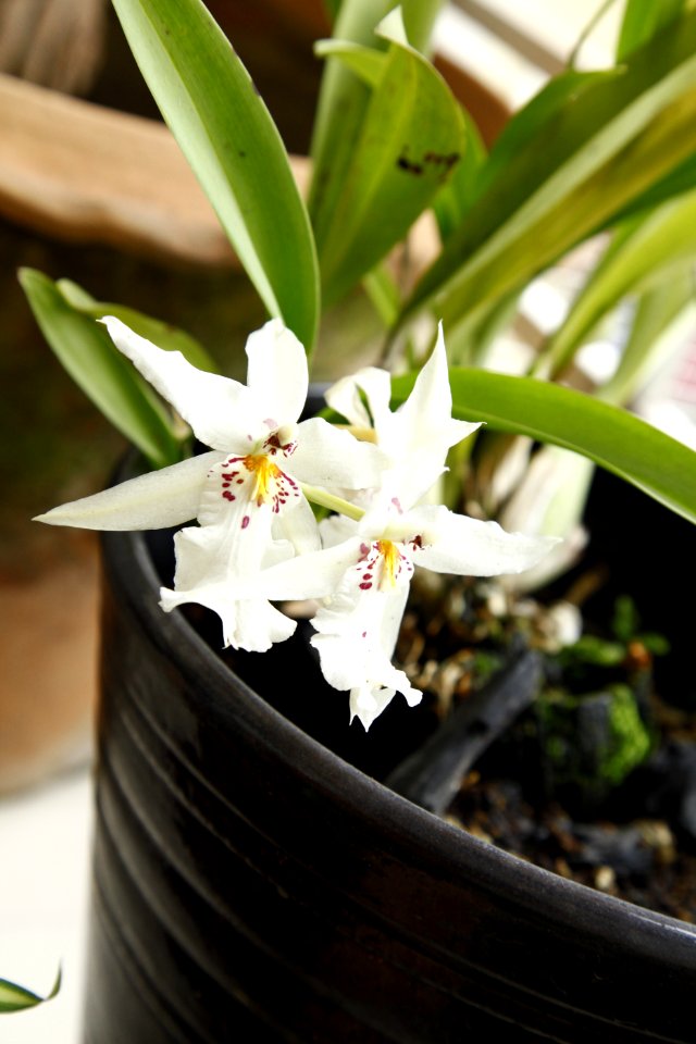 Flower Plant Flowering Plant Flora