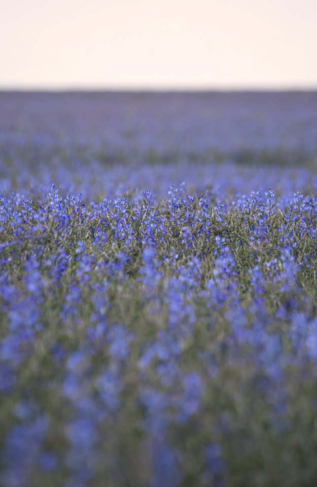 Flower Lavender Sky Field