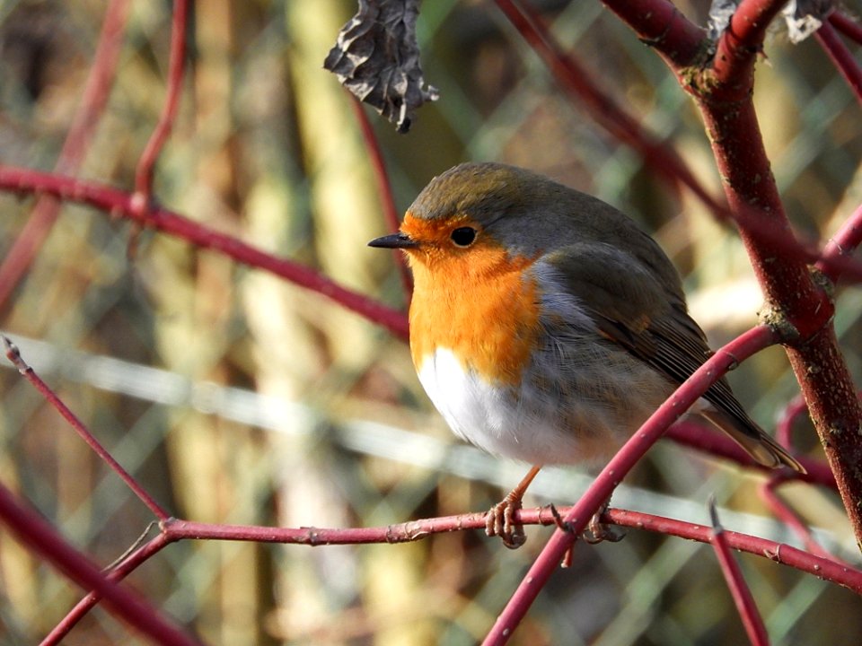 Bird European Robin Beak Fauna