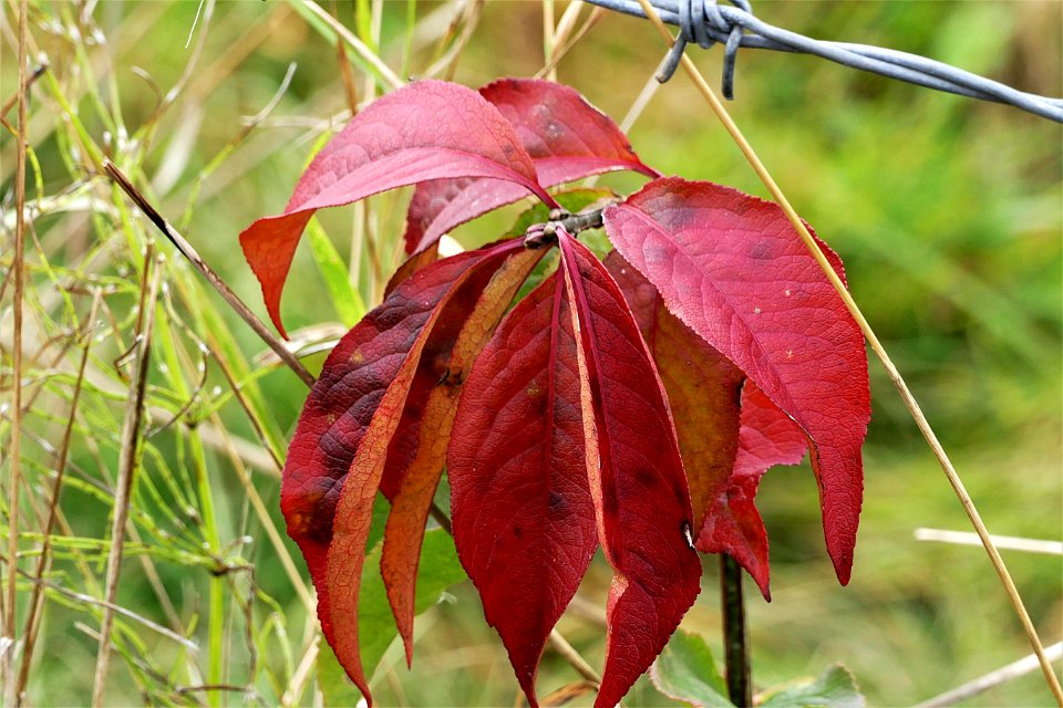 Leaf Plant Flora Autumn