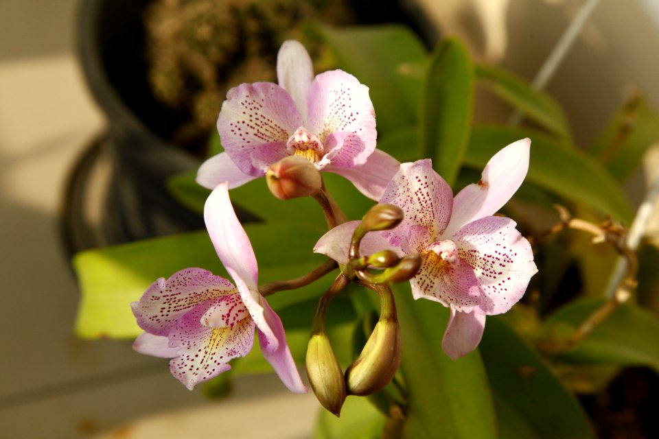 Flower Flowering Plant Plant Flora