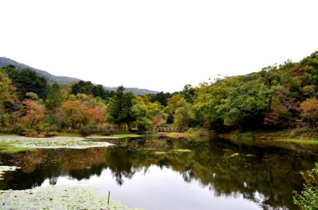 Nature Nature Reserve Vegetation Reflection photo