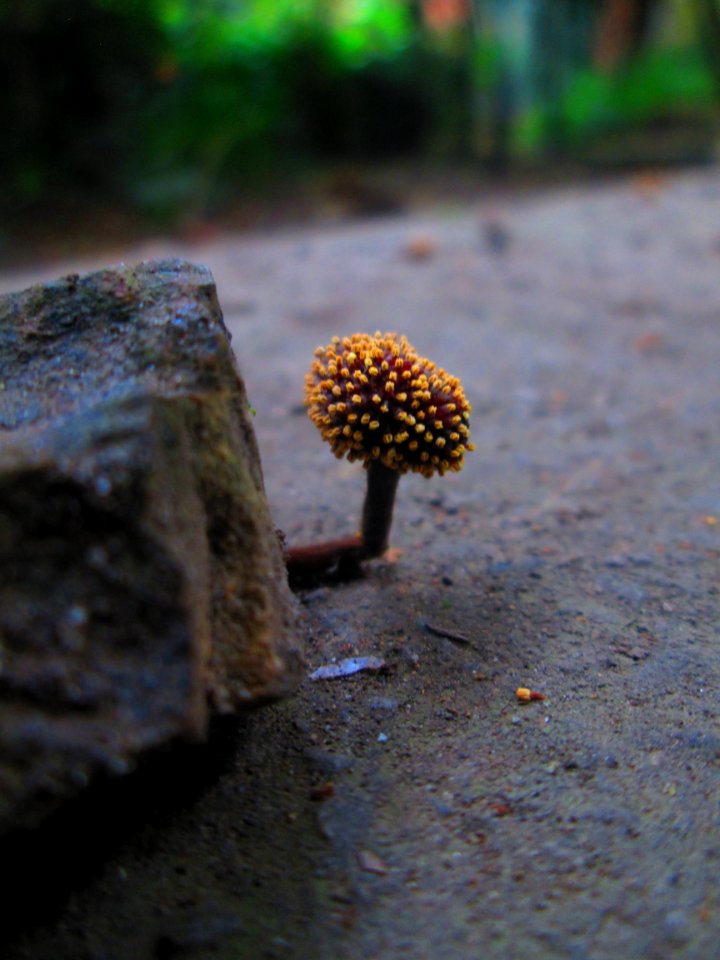Fungus