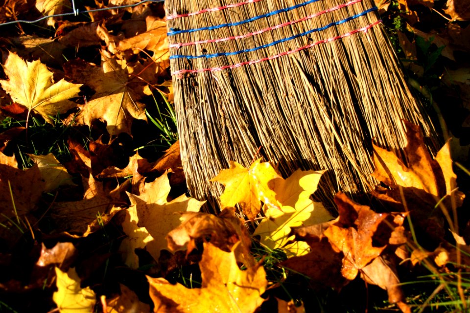 Leaf Yellow Autumn Plant photo