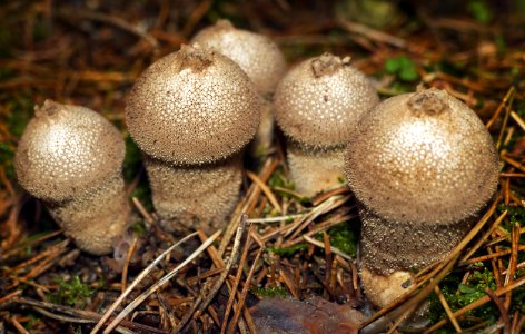 Fungus Mushroom Edible Mushroom Agaricaceae photo