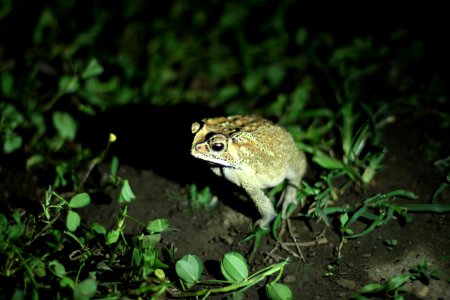 Toad Fauna Amphibian Frog photo