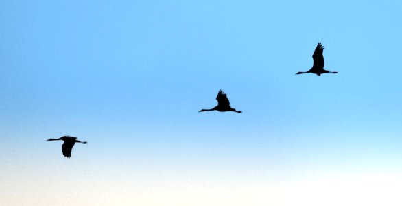 Sky Bird Bird Migration Flight