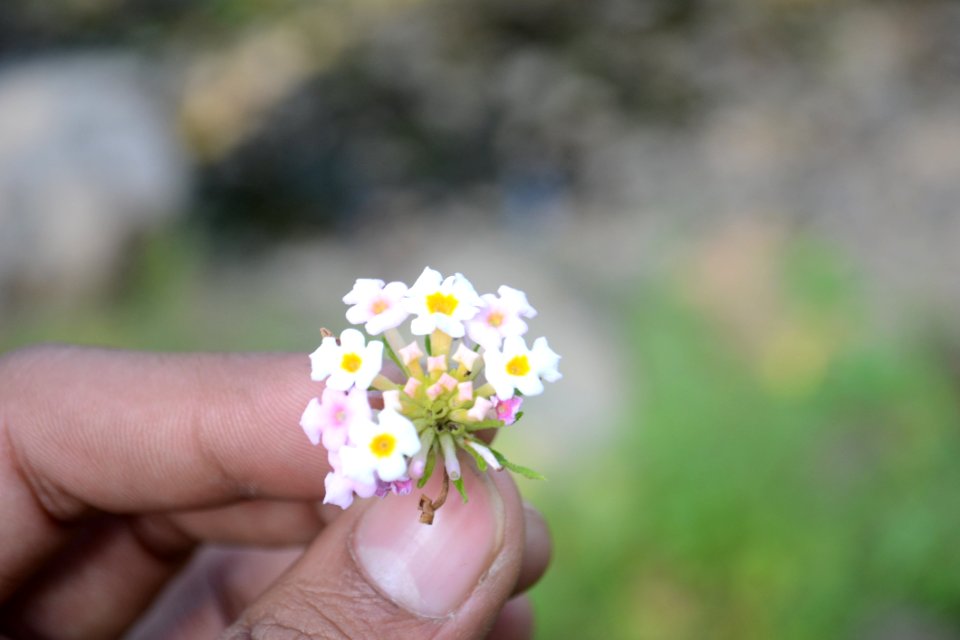 Flower Flora Spring Plant