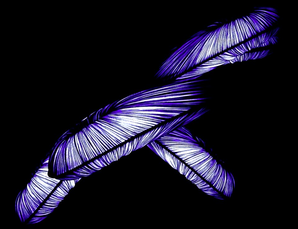Feather Purple Wing Organism