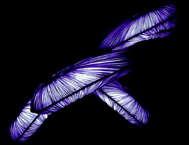 Feather Purple Wing Organism