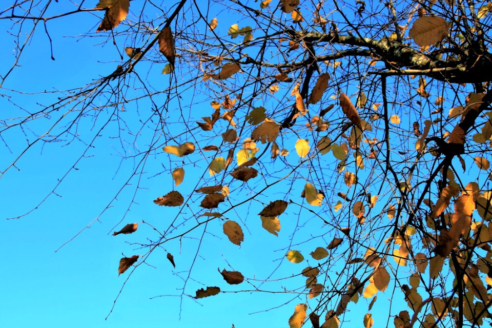 Branch Tree Sky Leaf