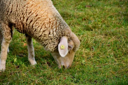 Sheep Mammal Grass Pasture photo