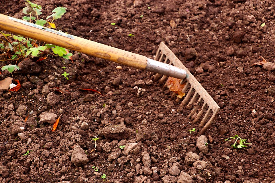 Soil Plant Grass Sowing
