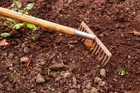 Soil Plant Grass Sowing