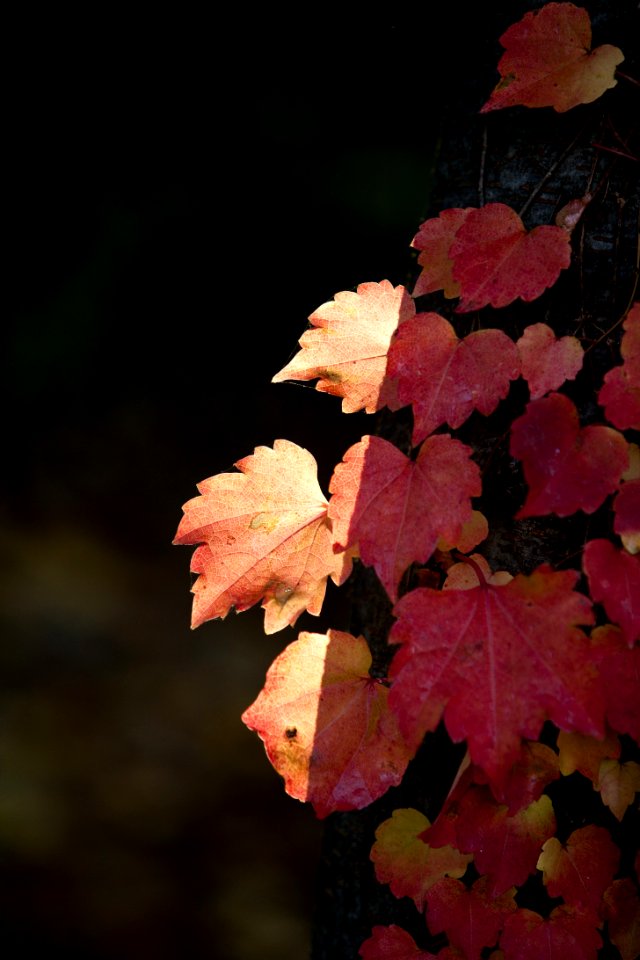 Leaf Autumn Flora Maple Leaf