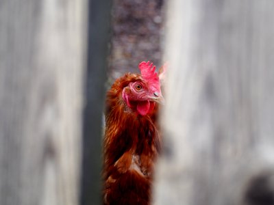Chicken Red Beak Galliformes photo