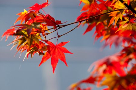 Maple Leaf Leaf Autumn Tree photo