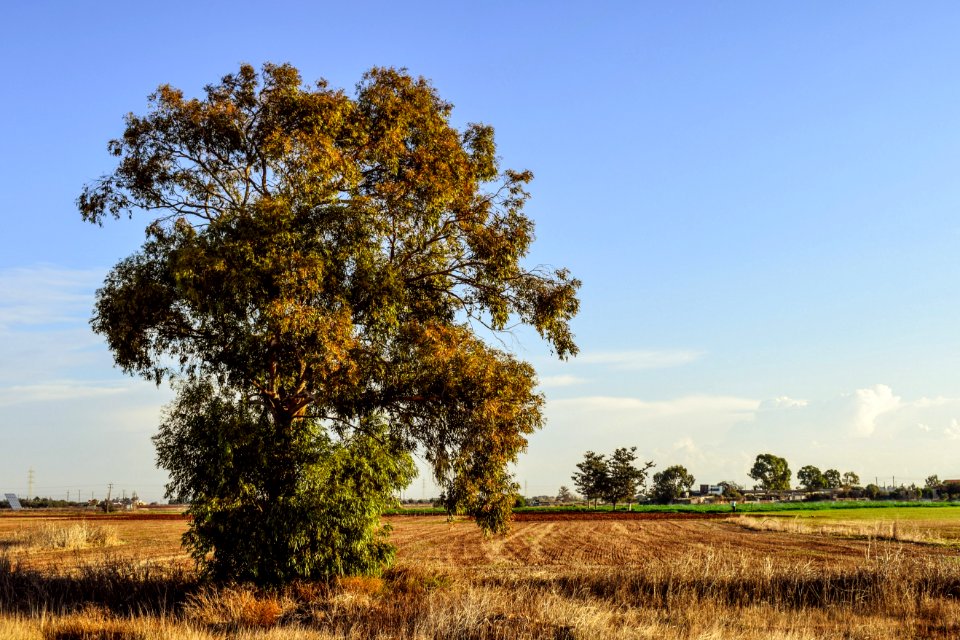 Tree Sky Field Woody Plant