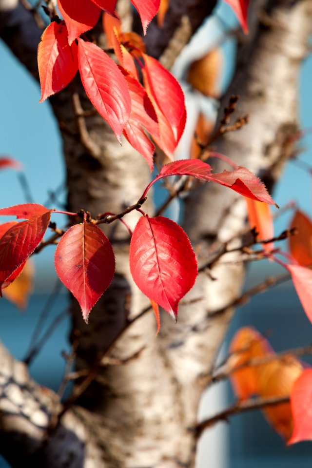 Red Leaf Autumn Branch