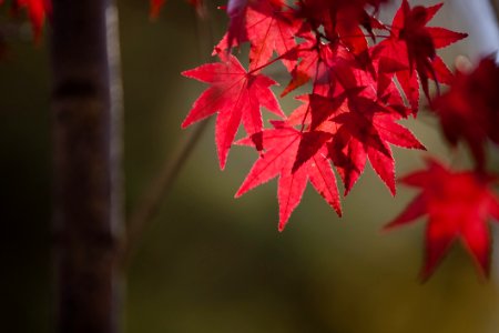 Leaf Red Maple Leaf Autumn photo