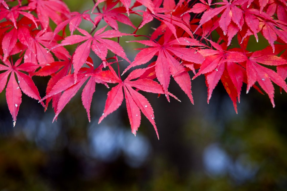 Leaf Maple Leaf Autumn Maple Tree