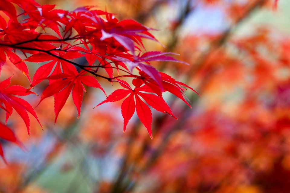 Red Leaf Maple Leaf Autumn