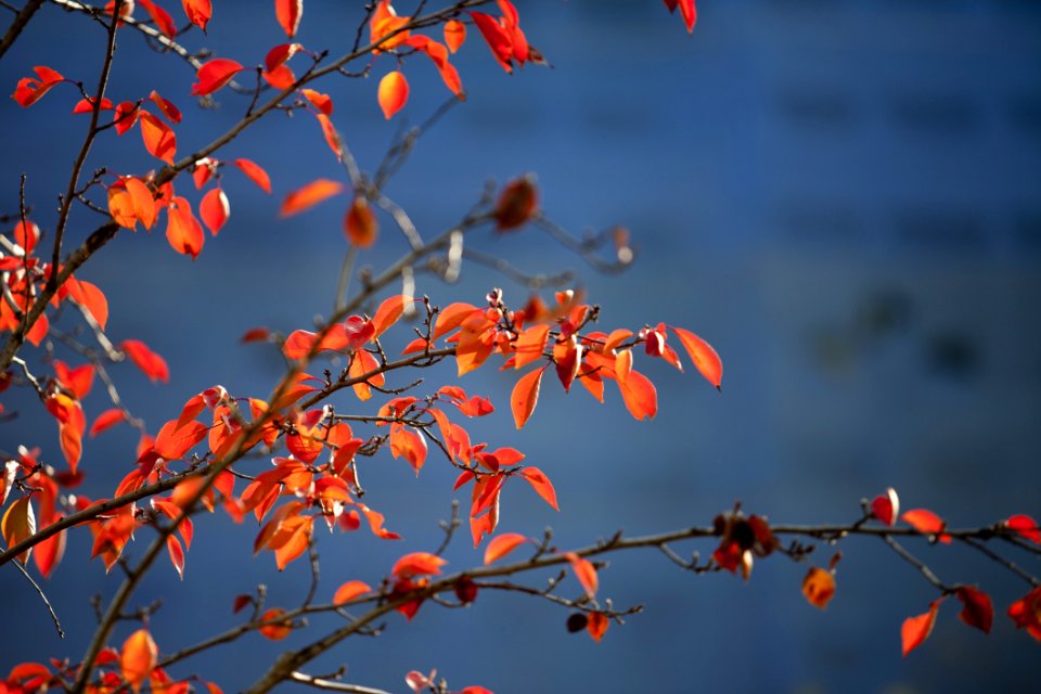 Red Branch Sky Nature