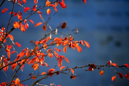 Red Branch Sky Nature