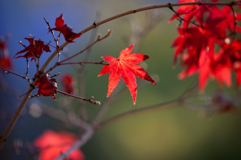 Leaf Maple Leaf Red Autumn