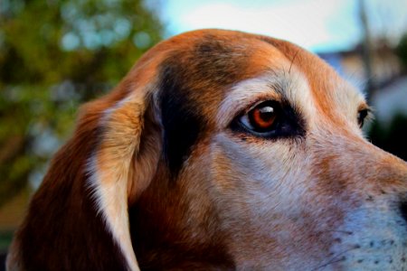 Dog Dog Breed Dog Like Mammal Nose