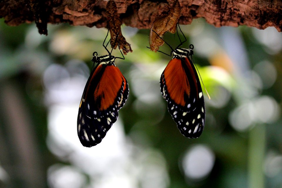 Butterfly Insect Moths And Butterflies Brush Footed Butterfly photo