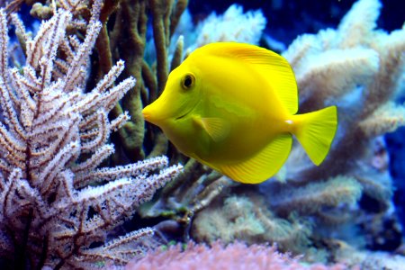 Fish Ecosystem Coral Reef Fish Marine Biology photo