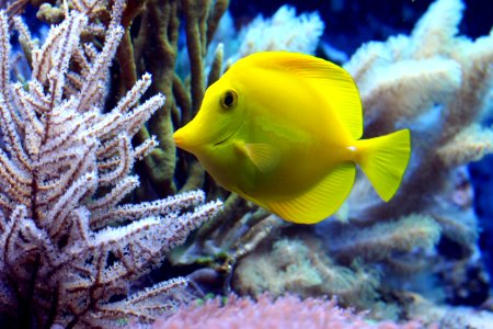 Fish Ecosystem Coral Reef Fish Marine Biology